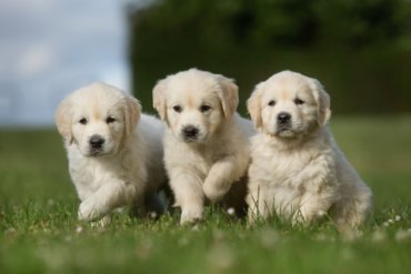 Three golden retriever puppies on a grassy field