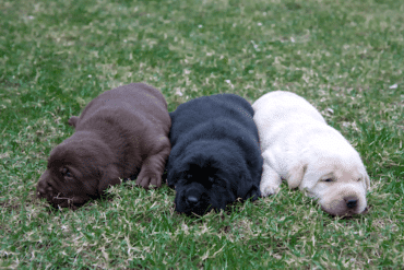 Three labrador retriever puppies sleeping on grass