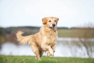Dog running next to a lake