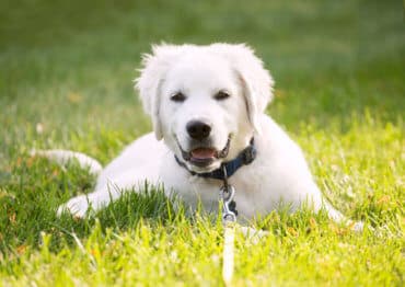 english cream golden retriever puppy laying and smiling on grass
