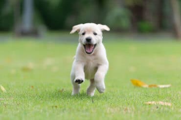 english cream golden retriever puppy running through grass