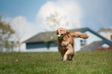 Golden retriever running with tennis ball in mouth