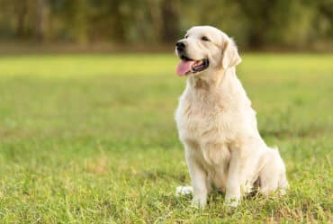 Golden Retriever sitting on grass in a park