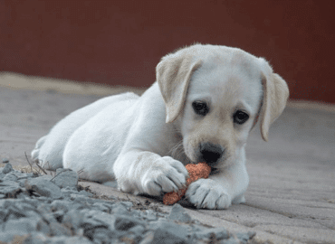 Labrador playing with food
