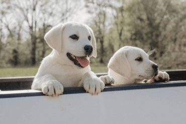 Labrador puppies sitting in truck bed