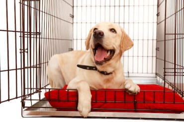 Labrador smiling in cage