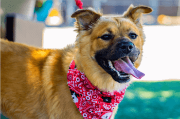 dog wearing red and white polka dot scarf