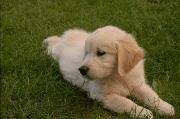 yellow labrador puppy lying on grass
