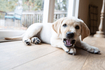 cute labrador puppy