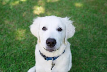 english cream puppy sitting