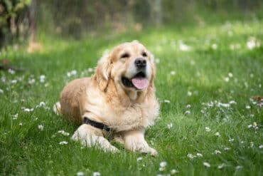 golden retriever laying down on grass