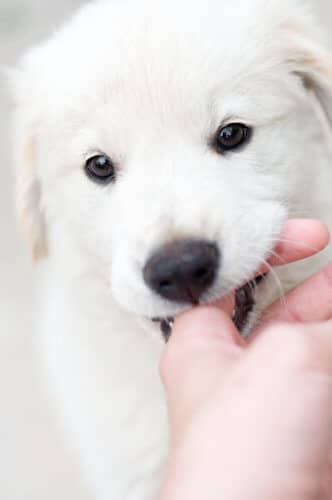 golden retriever puppy biting human finger