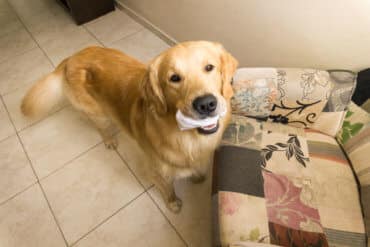golden retriever with sock in its mouth