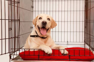 labrador in a cage