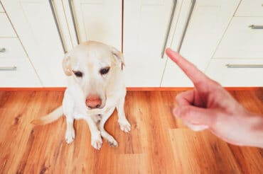 labrador retriever being scolded