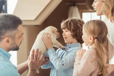 labrador retriever with human family