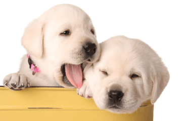 labrador retriever puppies in a yellow container