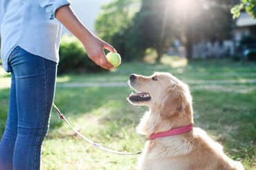 woman playing catch with golden retriever