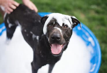 black labrador retriever taking a bubble bath