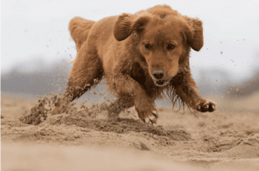 goldador puppy playing on the beach