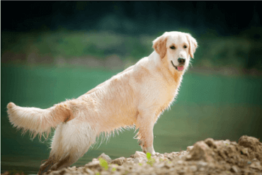 golden retriever on the beach next to water