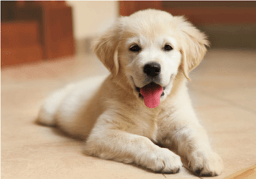 golden retriever puppy laying down indoors