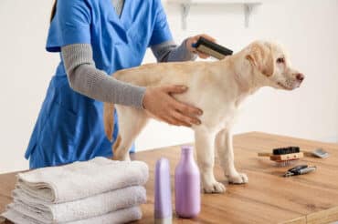 labrador retriever being brushed and cleaned
