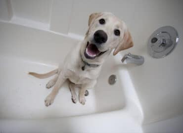 labrador retriever ready for bath time