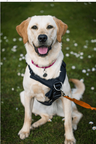 labrador retriever sitting on grass next to white flowers