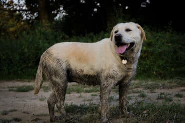 labrador retriever taking a mud bath