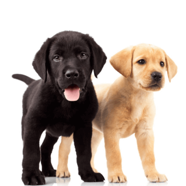 two labrador retriever puppies 
