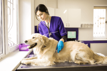 veterinarian checking dog