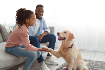 happy family with emotional support animal, english cream golden retriever