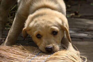 golden retriever puppy
