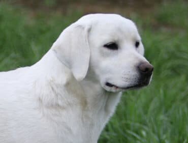 White English Labrador in the grass