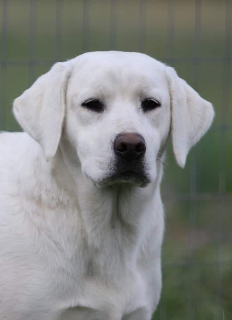 English Labrador standing