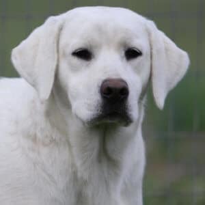 English Labrador standing