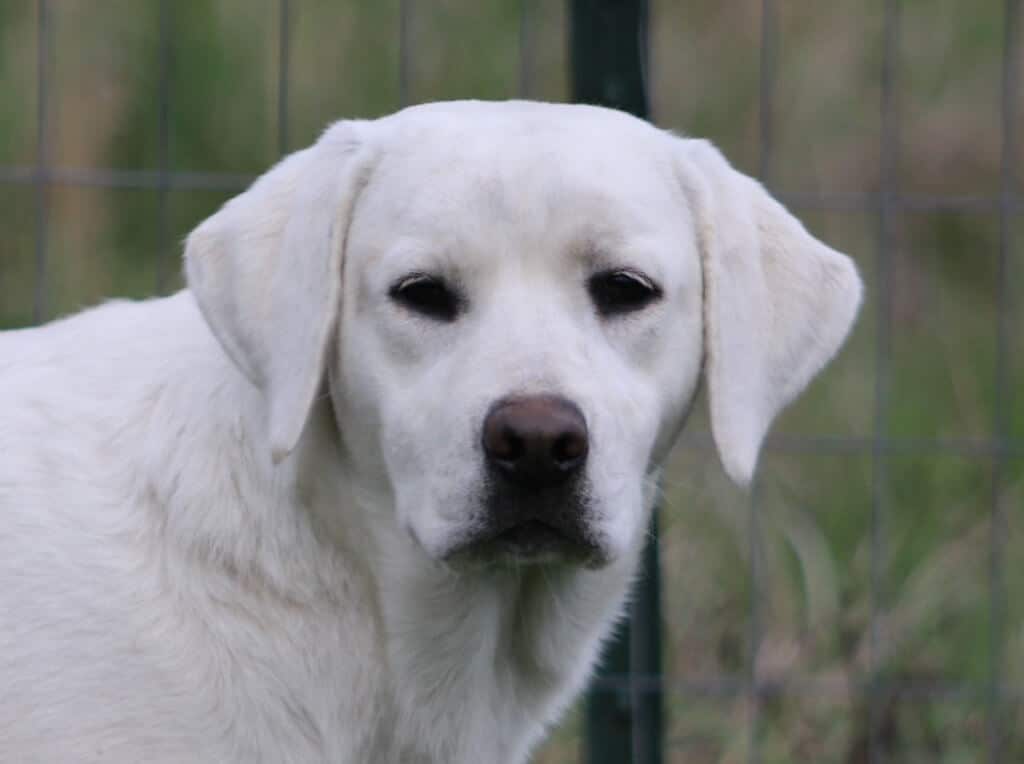 Majestic English Labrador Breeder