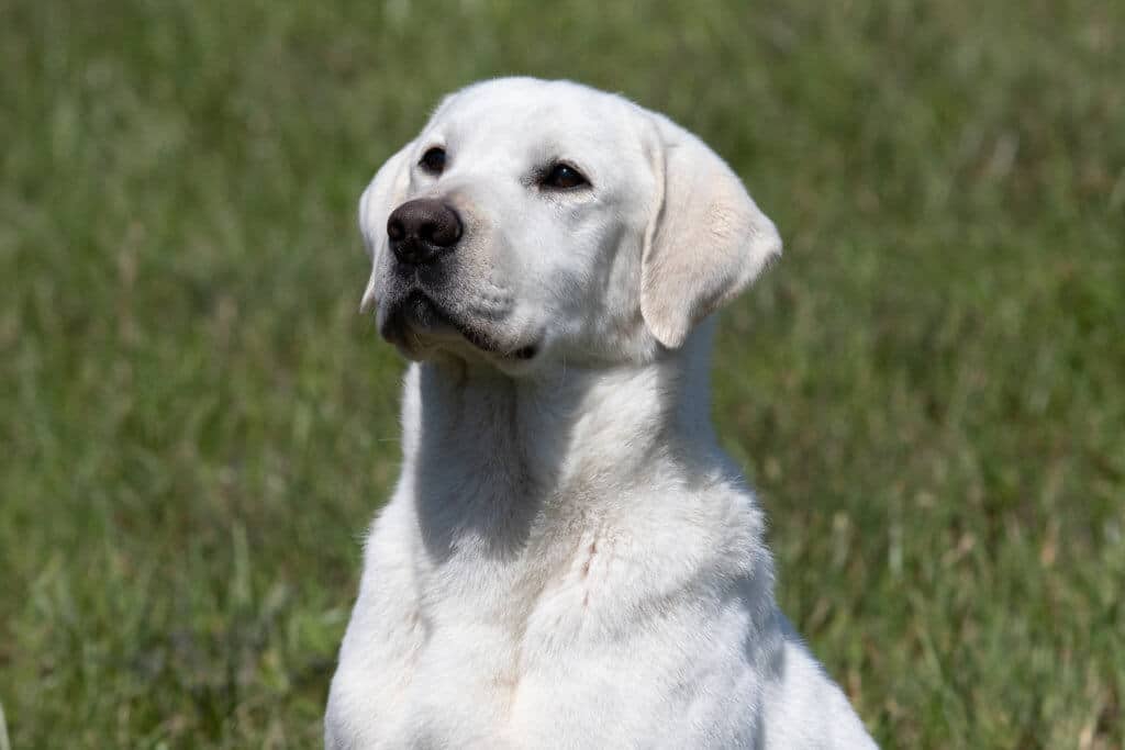 Blocky english lab looking at the sky