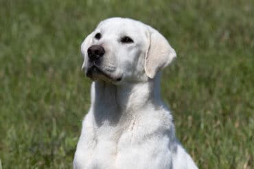 Blocky english lab looking at the sky