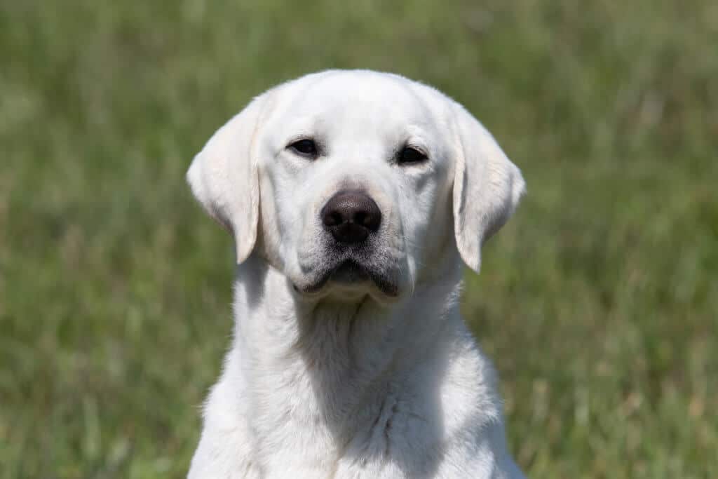 yellow lab looking at you