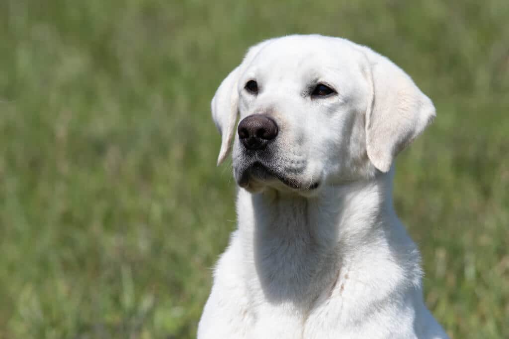 white labrador dog in the field