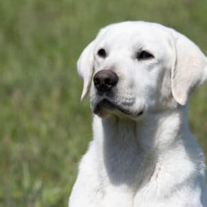 white labrador dog in the field