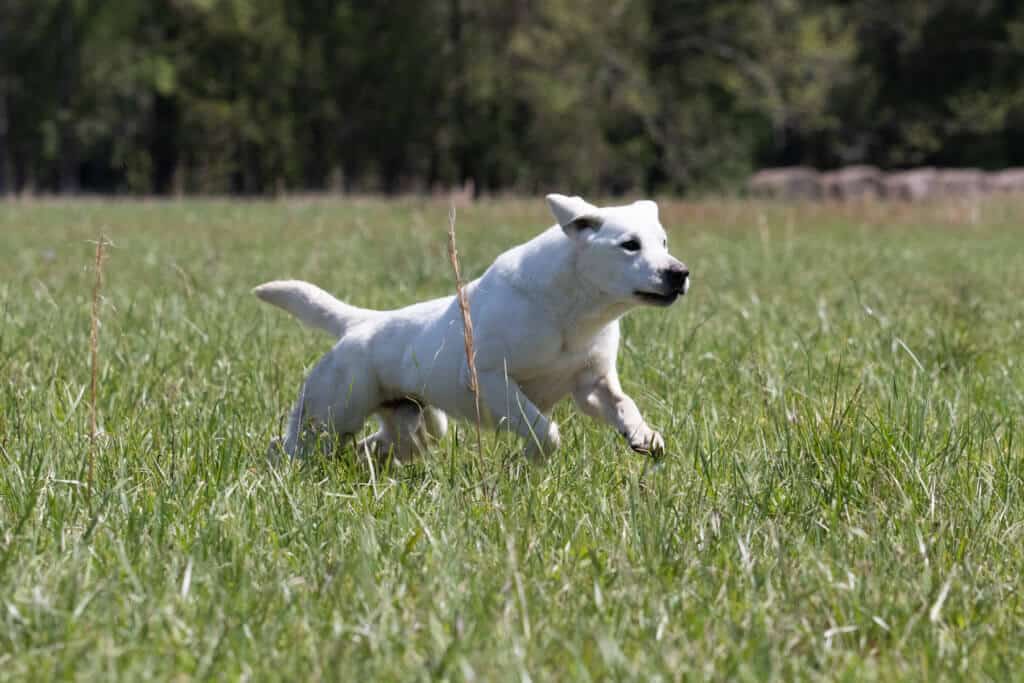 labrador running in the field