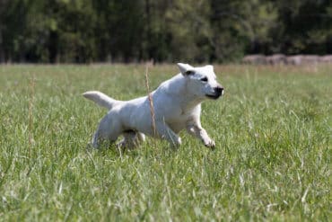 labrador running in the field