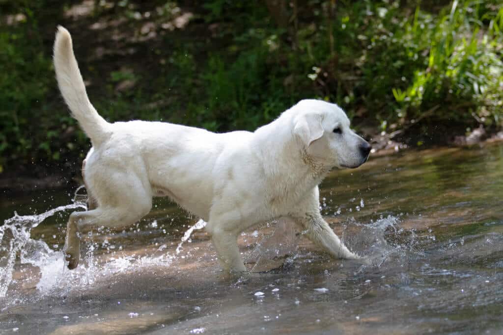 english lab playing in the creek