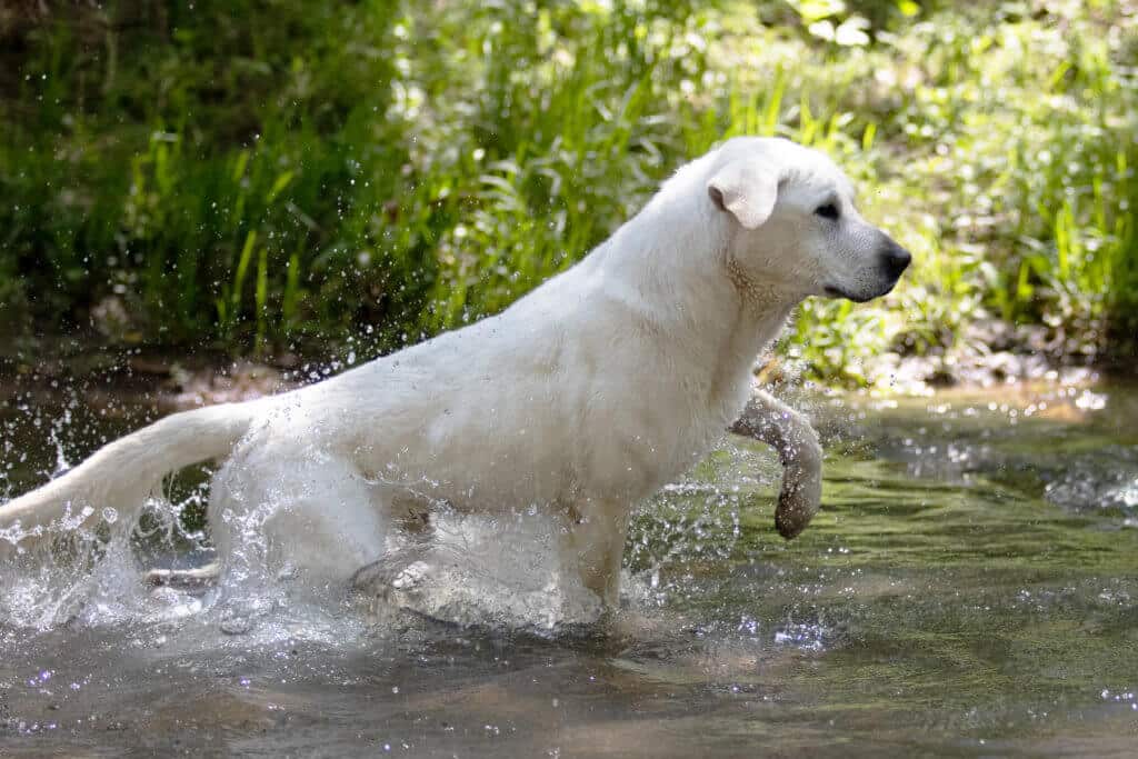 white labrador playing in the water