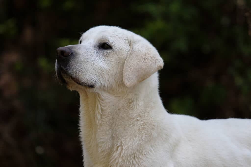 akc labrador looking at a tree