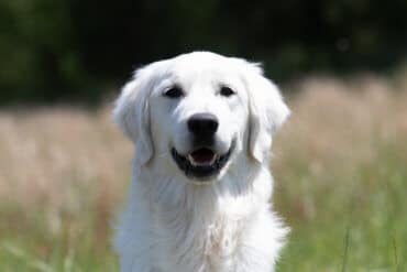 english cream golden retriever looking at camera