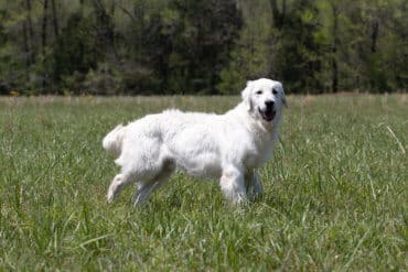 white golden retriever standing in field